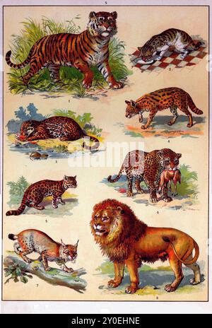 vintage lion illustration Stock Photo - Alamy