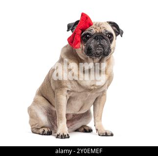 Sitting Pug with a red bow, isolated on white Stock Photo