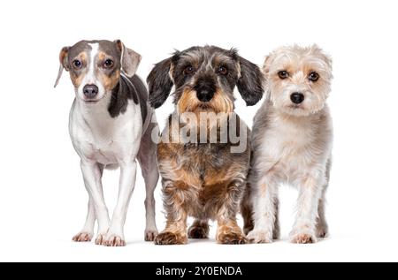 Jack Russell Terrier, Dachshund and Mongrel, Isolated on white Stock Photo