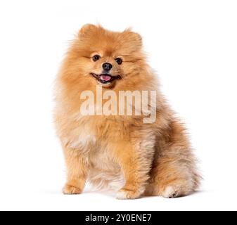 Happy Pomeranian dog, sitting panting Stock Photo