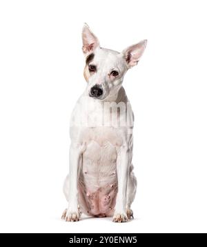 Mongrel dog, Isolated on white Stock Photo