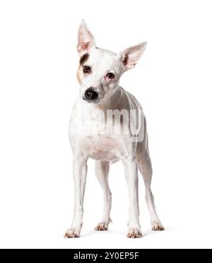 Mongrel dog, Isolated on white Stock Photo