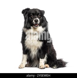 Black and white Australian Shepherd, isolated on white Stock Photo