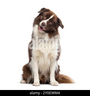 Border Collie looking at the camera, isolated on white Stock Photo