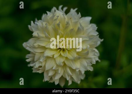 Lush colorful white dahlia flower close up Stock Photo