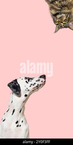 Cute cat and dog looking the center of a vertical web banner with empty blank  place for text, web banner, pink background Stock Photo