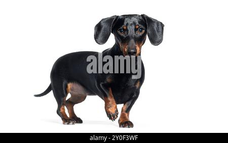 Black dachshund dog standing alert and looking at the camera on a white background Stock Photo