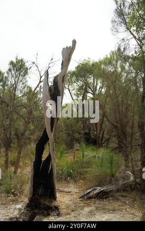 Lighning Struck Tree in Perth Brushlands Stock Photo