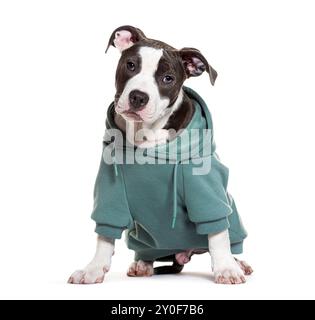 Adorable staffordshire bull terrier puppy dog wearing green hoody sitting on white background Stock Photo