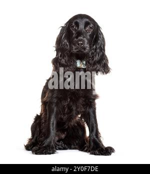 Beautiful black english cocker spaniel puppy with a light blue collar sitting and looking forward Stock Photo