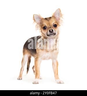 Adorable chihuahua standing on a white background Stock Photo