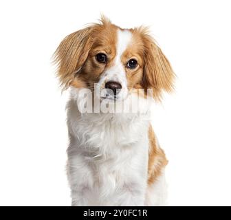 Charming mixed breed dog mixed Cavalier King Charles and Spitz, with brown and white fur looking attentively at the camera Stock Photo