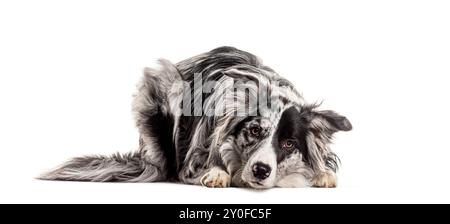 Full-length border collie lies down, gazing attentively, isolated on white Stock Photo
