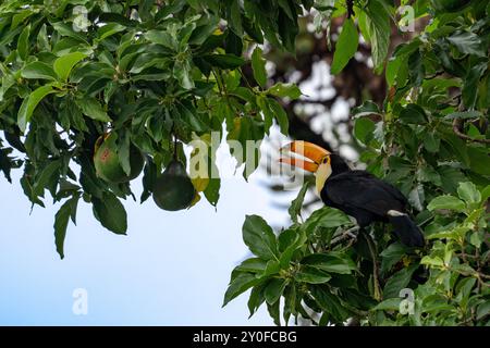 A Toco Toucan, Ramphastos toco, feeding on ripe avocados in a tree in San Jose de Metan, Argentina. Stock Photo