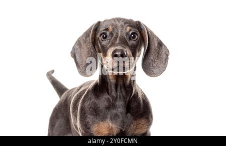 Head shot of a four months old Blue and tan dachshund puppy standing and looking curious on a white background Stock Photo