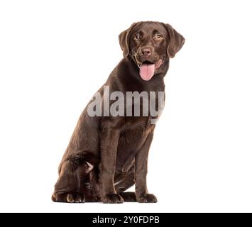 Chocolate labrador retriever panting and sitting on white background, looking at camera Stock Photo