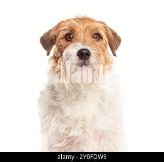 Cute wire haired jack russell terrier dog looking at camera on white background Stock Photo
