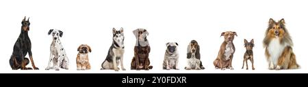 Many different breeds dogs sitting together in a row, looking at the camera, isolated on white Stock Photo