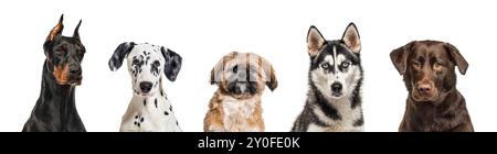 Portrait of five different breed dogs side by side, head shot in a row,  isolated on white Stock Photo