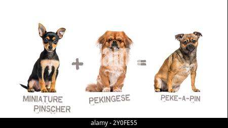 Illustration of a mix between two breeds of dog - Miniature Pinscher and pekingese giving birth to a Peke-a-Pin Stock Photo