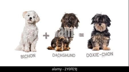 Illustration of a mix between two breeds of dog - Bichon and Dachshund giving birth to a 3 Stock Photo