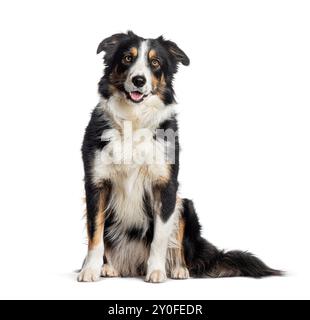 Happy black and tan border collie dog sitting and looking at camera isolated on white Stock Photo