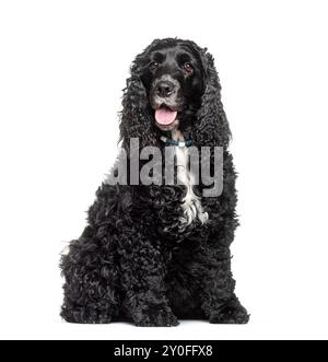 Black english cocker spaniel with long black fur sitting on white background Stock Photo