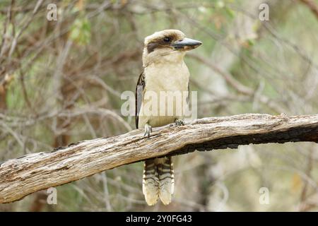 Laughing Kookaburra sitting in tree Stock Photo