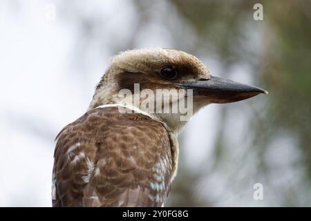 Laughing Kookaburra sitting in tree Stock Photo