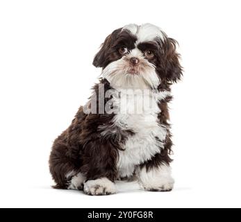 Adorable shih tzu puppy sitting and looking up on white background Stock Photo