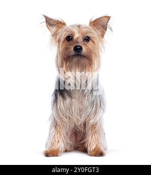 Yorkshire terrier sitting ears up and looking at the camera, isolated on white Stock Photo