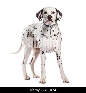 Brown spotted Dalmatian dog standing and looking at camera on white background Stock Photo