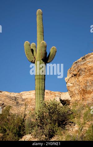 A saguaro cactus (Carnegiea gigantean) standing next to rock formations at Javelina Rocks in Saguaro National Park near Tucson Arizona, USA. Stock Photo