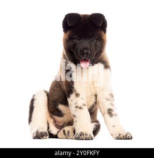 Sitting Young American akita panting, isolated on white Stock Photo