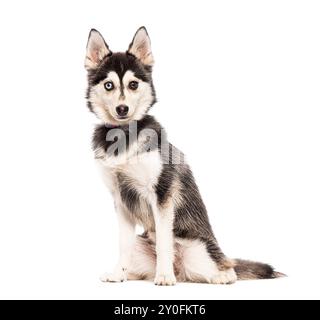 five months old puppy Pomsky odd eyed  sitting and panting, looking at the camera, isolated on white Stock Photo