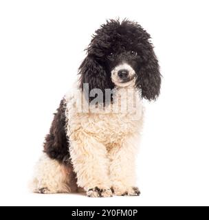 Black poodle isolated on white background Stock Photo - Alamy