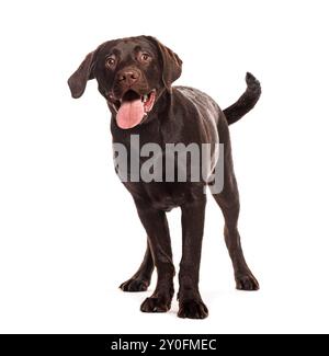 Chocolate labrador retriever standing, looking happy and wagging its tail Stock Photo