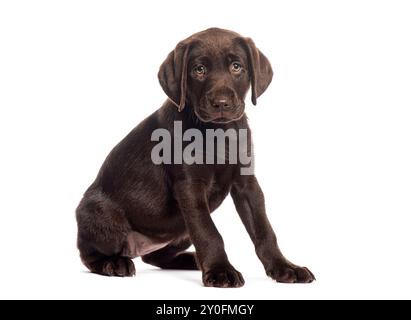 Two months old Chocolate labrador retriever puppy sitting on the floor and looking sad Stock Photo