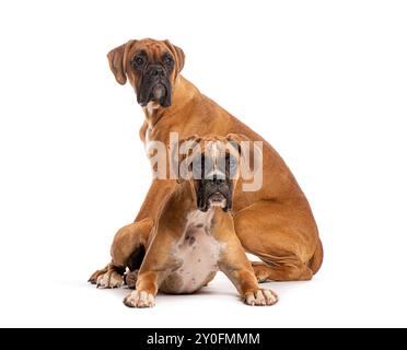 Two boxer dogs sitting together against a white background, looking alert and attentive Stock Photo