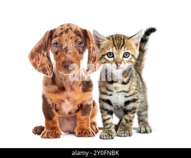 Brown and white puppy and a tabby kitten are sitting next to each other on a white background Stock Photo