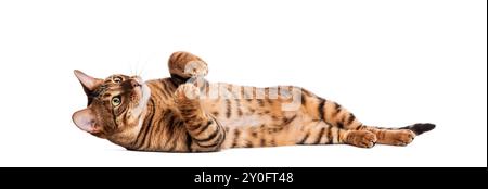 Toyger cat is lying on its back with its paws in the air, looking playful Stock Photo