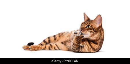 Toyger cat lying on its side licking its paw and looking up Stock Photo