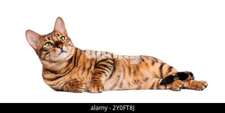 Toyger cat lying down and looking up isolated on white background Stock Photo