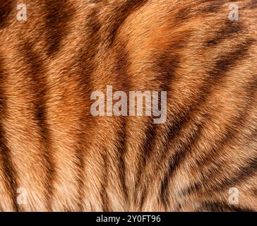 Close up of real Toyger cat fur showing the texture and pattern of the black stripes Stock Photo