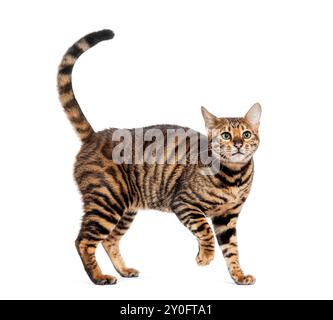 Playful short haired toyger cat standing and wagging its tail on a white background Stock Photo