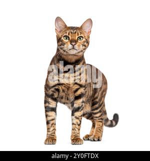 Toyger cat standing on a white background and looking forward Stock Photo