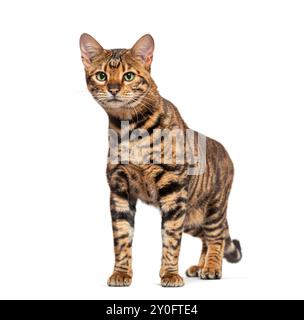 Toyger cat standing on a white background and looking away from the camera Stock Photo