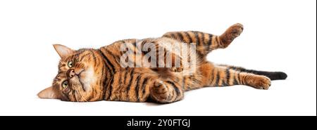 Toyger cat is lying on its back with its paws in the air, enjoying a moment of pure feline bliss Stock Photo