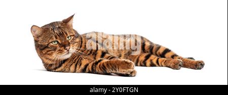 Toyger cat lying down on white background looking away Stock Photo