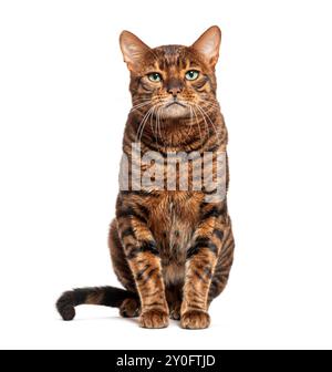 Toyger cat is sitting and looking directly at the camera against a white background Stock Photo